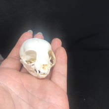 Load image into Gallery viewer, Pet memorial kitten skull