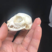 Load image into Gallery viewer, Pet memorial kitten skull