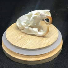 Load image into Gallery viewer, Pet memorial rat skull