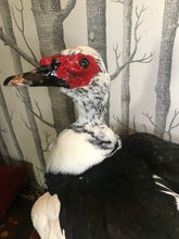 Load image into Gallery viewer, Pet memorial Muscovy duck taxidermy