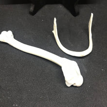 Load image into Gallery viewer, Pet memorial duck bone