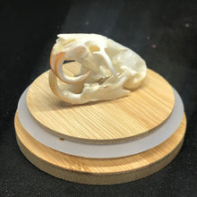 Load image into Gallery viewer, Pet memorial rat skull