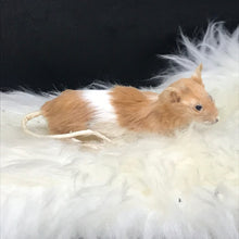 Load image into Gallery viewer, Pet memorial mouse full taxidermy