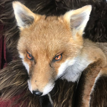 Load image into Gallery viewer, Softmount fox Dean