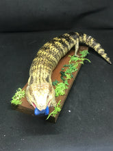 Load image into Gallery viewer, Pet memorial Blue tongue full taxidermy
