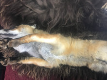 Load image into Gallery viewer, Softmount fox Scar