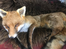 Load image into Gallery viewer, Softmount fox Dean