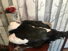 Load image into Gallery viewer, Pet memorial Muscovy duck taxidermy