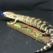 Load image into Gallery viewer, Pet memorial Blue tongue full taxidermy