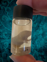 Load image into Gallery viewer, Wet Specimen Pinkie Mice
