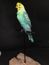 Load image into Gallery viewer, Pet memorial budgie full taxidermy