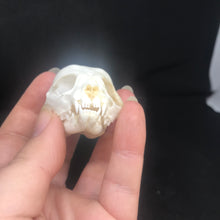 Load image into Gallery viewer, Pet memorial kitten skull