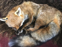 Load image into Gallery viewer, Softmount fox Dean