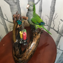 Load image into Gallery viewer, Pet memorial Archie the green Quaker