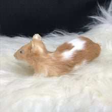 Load image into Gallery viewer, Pet memorial mouse full taxidermy