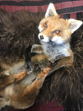 Load image into Gallery viewer, Softmount fox Dean