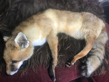 Load image into Gallery viewer, Softmount fox Scar