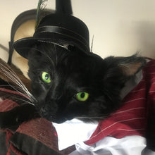 Load image into Gallery viewer, Pet memorial Cat taxidermy soft mount