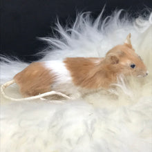 Load image into Gallery viewer, Pet memorial mouse full taxidermy