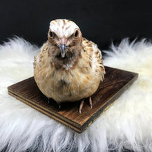 Load image into Gallery viewer, Pet memorial quail full taxidermy