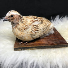 Load image into Gallery viewer, Pet memorial quail full taxidermy