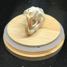 Load image into Gallery viewer, Pet memorial rat skull