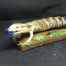 Load image into Gallery viewer, Pet memorial Blue tongue full taxidermy