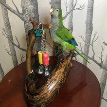 Load image into Gallery viewer, Pet memorial Archie the green Quaker