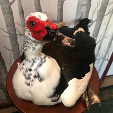 Load image into Gallery viewer, Pet memorial Muscovy duck taxidermy