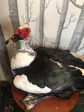 Load image into Gallery viewer, Pet memorial Muscovy duck taxidermy
