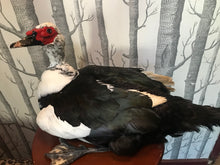 Load image into Gallery viewer, Pet memorial Muscovy duck taxidermy