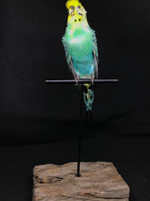 Load image into Gallery viewer, Pet memorial budgie full taxidermy