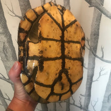 Load image into Gallery viewer, Pet memorial Turtle shell