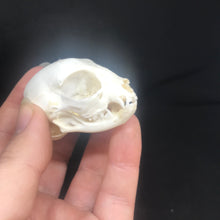 Load image into Gallery viewer, Pet memorial kitten skull