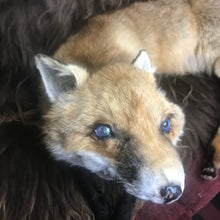 Load image into Gallery viewer, Softmount fox Scar