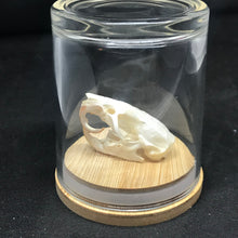 Load image into Gallery viewer, Pet memorial rat skull