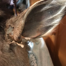Load image into Gallery viewer, Restoration vintage goat