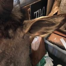 Load image into Gallery viewer, Restoration vintage goat