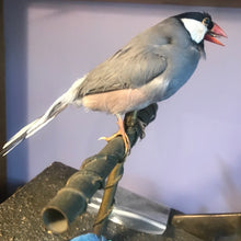 Load image into Gallery viewer, Restoration antique song birds