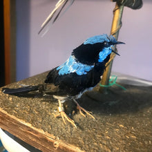 Load image into Gallery viewer, Restoration antique song birds