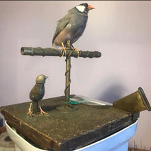Load image into Gallery viewer, Restoration antique song birds