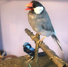 Load image into Gallery viewer, Restoration antique song birds