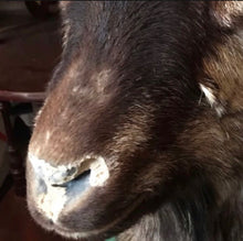 Load image into Gallery viewer, Restoration vintage goat