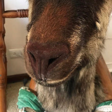Load image into Gallery viewer, Restoration vintage goat