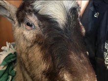 Load image into Gallery viewer, Restoration vintage goat