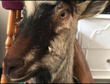 Load image into Gallery viewer, Restoration vintage goat