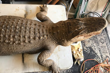 Load image into Gallery viewer, Restoration life size alligator