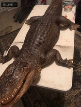 Load image into Gallery viewer, Restoration life size alligator
