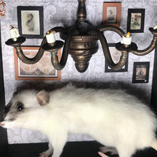 Load image into Gallery viewer, Rat Spooky Shadow Boxes