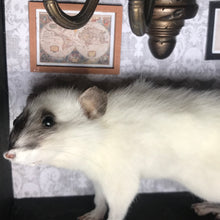 Load image into Gallery viewer, Rat Spooky Shadow Boxes